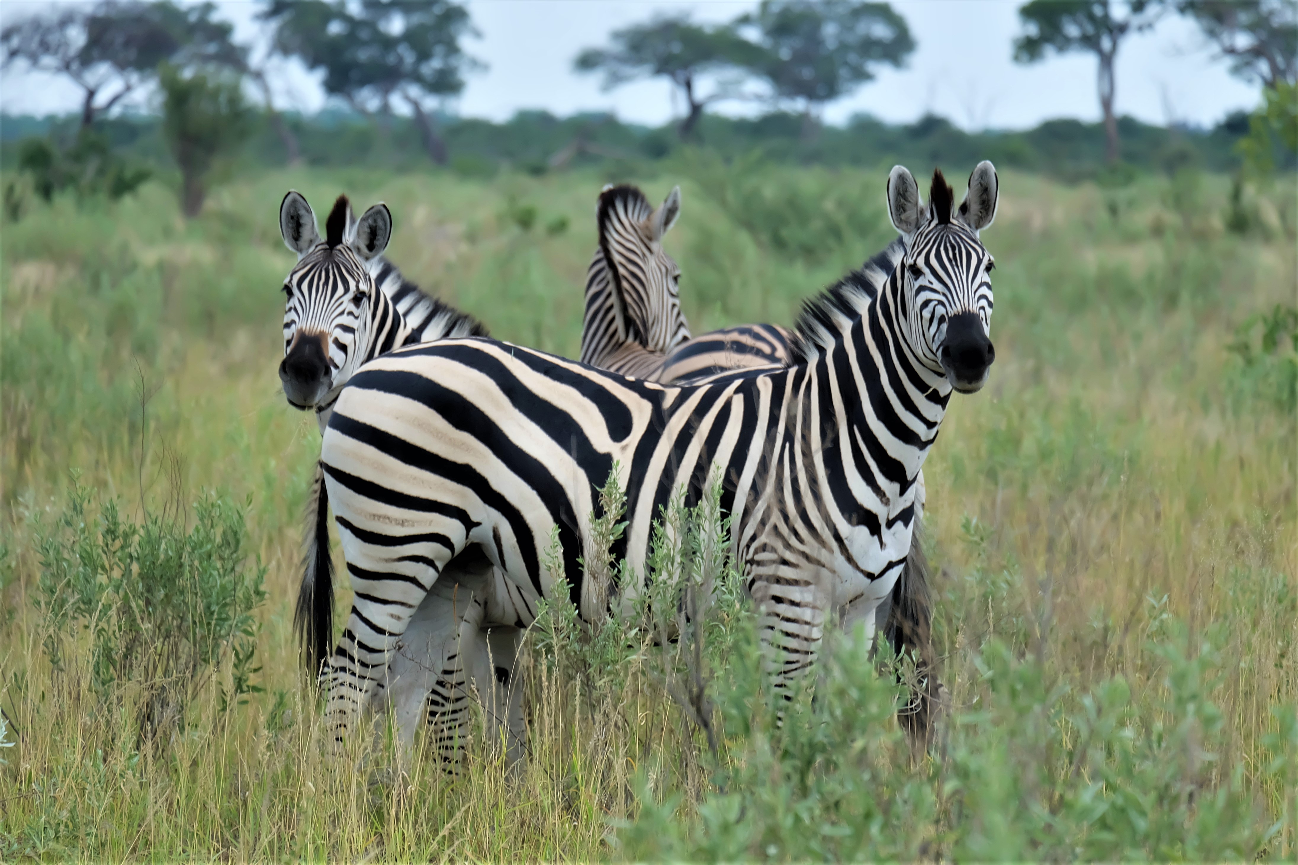 Il Botswana di Laura Crivellaro